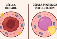 Célula Oxidada vs Célula Protegida por Glutatión